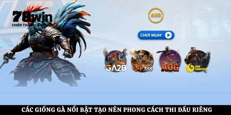 Các giống gà nổi bật tạo nên phong cách thi đấu riêng